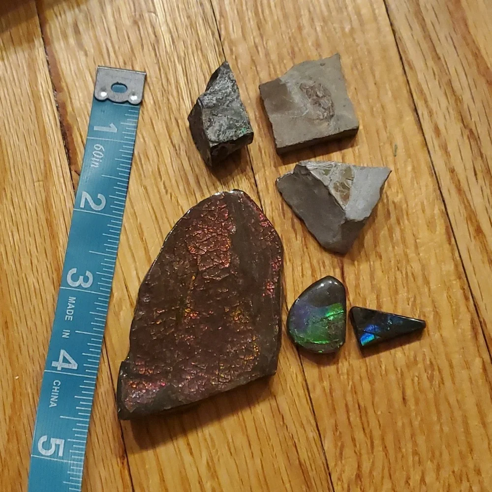 Ammolite fossil lot - Picture 1 of 12